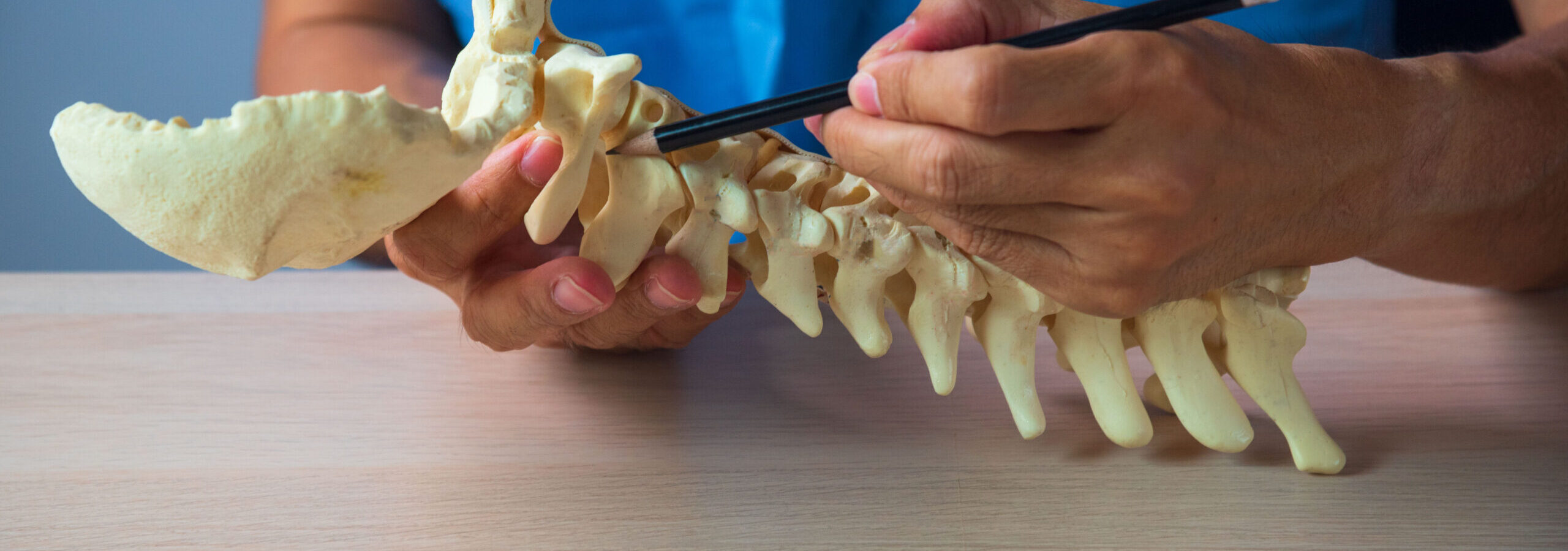 Doctor demonstrating upper cervical spine anatomy Doctor demonstrating anatomy of upper cervical spine. Pencil pointing at occipitocervical spine model in medical office.